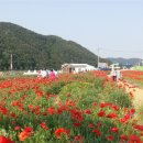 하동북천 양귀비꽃 축제 이미지