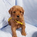 골든엔젤 이미지