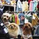 예쁜 강아지 이미지