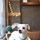 애견깍새 이미지