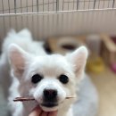 댕댕잡화점 이미지