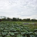 재건도서관 | 전주 가볼만한곳 연화정 도서관 전북대 학식