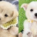 뽀시래기 이미지