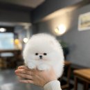 화이트켄넬(white-kennel) 이미지