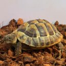 한성 어린이집 | [부산/기장]부산파충류샵 ‘팬크레’ 방문기｜육지거북 분양 후기 + 크레 입문 추천 🦎🐢