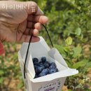 블루베리체험 하이베리숲 강원도가볼만한곳 블루베리체험농장 위치 예약 후기