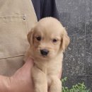 플레이독 파주본점 이미지