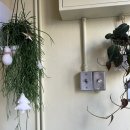 애플김밥(논현점) | 왓마블 12주차, 그냥 매주 먹기만 함