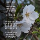 꽃등