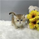 야옹아 멍멍해봐 강아지고양이 평택점 이미지