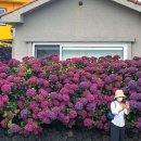 종달리수국길 이미지