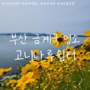 바닷가에서쉼터 | 부산 사하구 꽃구경 금계국 명소 고니나루쉼터 26.05.24 방문 후기, 개화 상태 주차