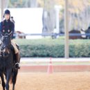 Royal Saddle Equestrian Society 코리아헤럴드