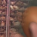 직전농장 이미지