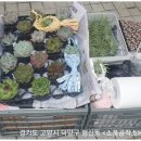 친환경 식물 메이커 이미지