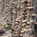 산골농장 이미지