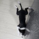 청송동물병원 이미지