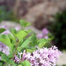 수수꽃다리 이미지