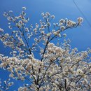 물태리 다목적회관 | [제천] 청풍호 벚꽃축제 2026년 4월 5일 기준 개화상황 (+주차 꿀팁)