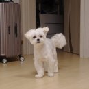 달중이네 펫호텔 | 강아지 슬개골탈구 수술 2개월 후기