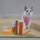 제로미닛 | 캣디피 고양이 치약 추천 꼰두부고양이 치약칫솔세트