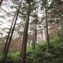 소나무숲 이미지