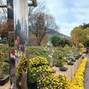 ＜대구수목원＞ 2025년 국화전시회를 가보다 이미지