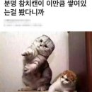 타우짐 네이버블로그