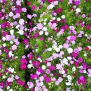 화순고인돌유적지(박씨제각) 이미지