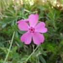 이야기,꽃 이미지