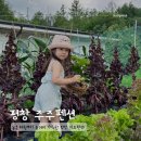 주주펜션 | 아이 농촌체험 가능한 놀거리 가득한 강원도 평창 주주펜션