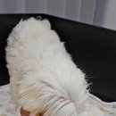 비비&숑숑 반려견펜션 이미지