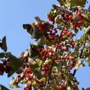 이명은 농장 이미지