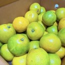 보배농장 | 보배청과 제주노지감귤 제철감귤은 답이다 감귤요거트샐러드레시피