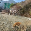 초록밤 | 양평키즈풀빌라 애견동반룸 후기 | 초록밤키즈풀빌라펜션