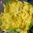 맛있는 꿀밤고구마~브로콜리~항암 봄동 이미지