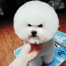 국제애견미용학원