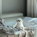[임신기록#12] 임신후기 31주~36주, 만삭사진, 자궁경부 길이 짧음 이슈, 눕눕처방, 막달검사, 갑분 출산