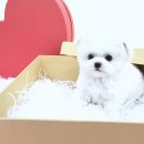 우리집 댕댕이 | 어서 와, 우리 집 댕댕이! 남동구강아지분양 완벽 가이드!