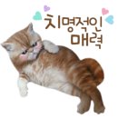 목화악기 네이버블로그