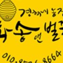 천연자연산와송