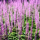 사곡농장 이미지