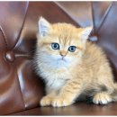 동탄강아지분양 도그데이 | 강아지입양,고양이입양, 동탄강아지분양 고양이분양 도그마루 후기!