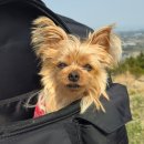 코이독(눈 내리는 강아지마을) | 금악오름 분화구의 절경, 주차 강아지 마요와 함께한 여정