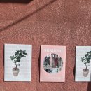 광주 예쁜 화분 동명동 수수풀 susupul plant