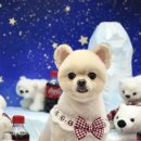 예쁘개 미용 이미지