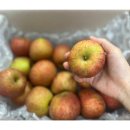 고씨네 농장 | 고씨네 농장 못난이 사과 3kg 후기