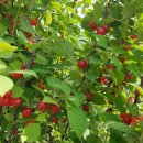 남진농장 이미지