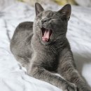 Healthy Cat 이미지