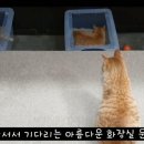 재활용품으로 고양이 용품 만들기 전문 유튜버ㅋㅋㅋ 이미지